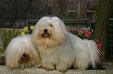 COTON DE TULEAR 019